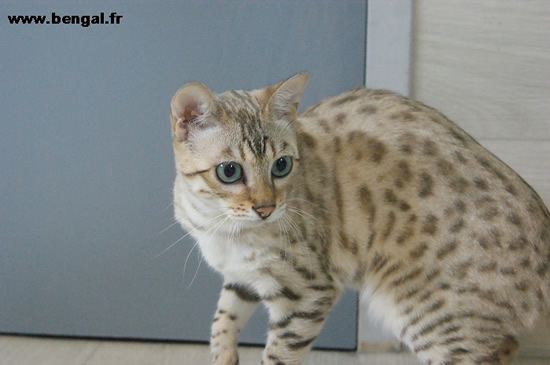 chat bengal snow mink